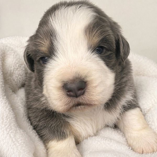 Close-up of a fluffy, sleepy puppy lying on a white blanket.