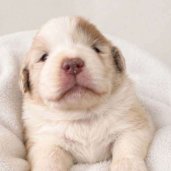 Close-up of a fluffy, light-colored newborn puppy resting on a soft blanket.