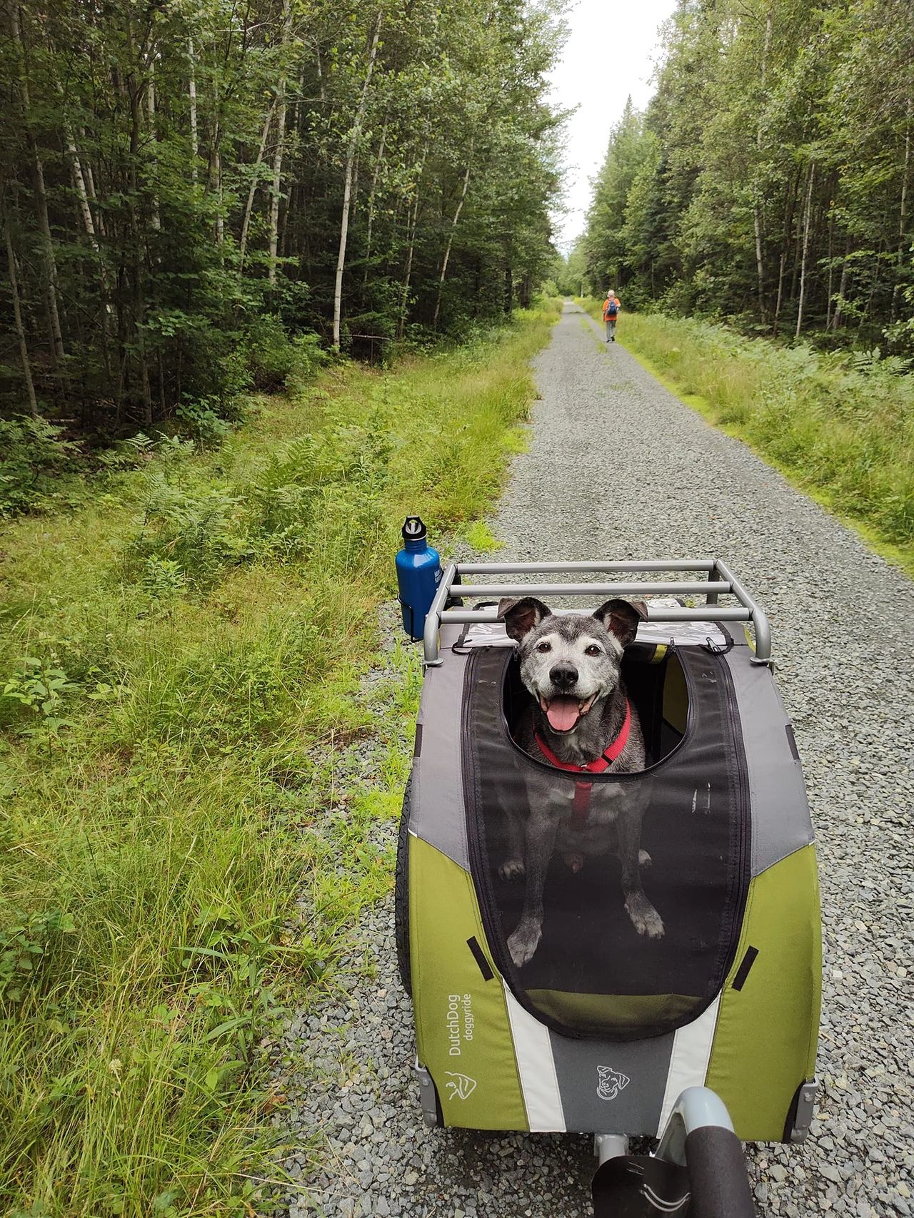 Kudo the Dog, riding in his bike trailer Kudo the Dog, riding in his bike trailer