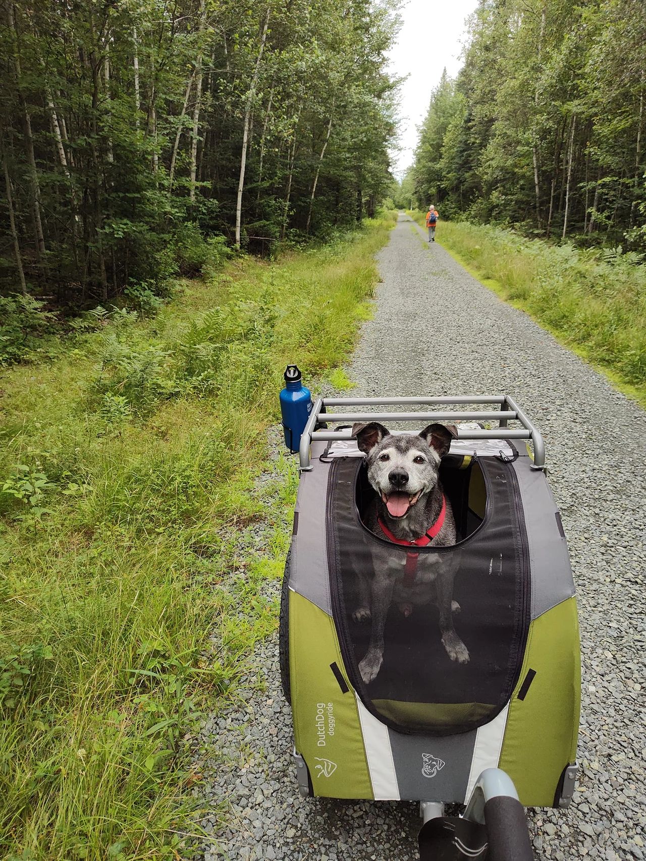 Kudo the Dog, riding in his bike trailer