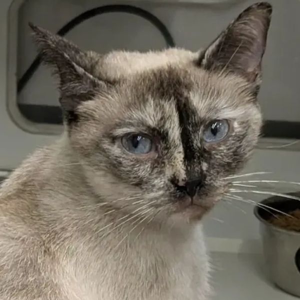 Close-up of a blue-eyed cat with unique facial markings.