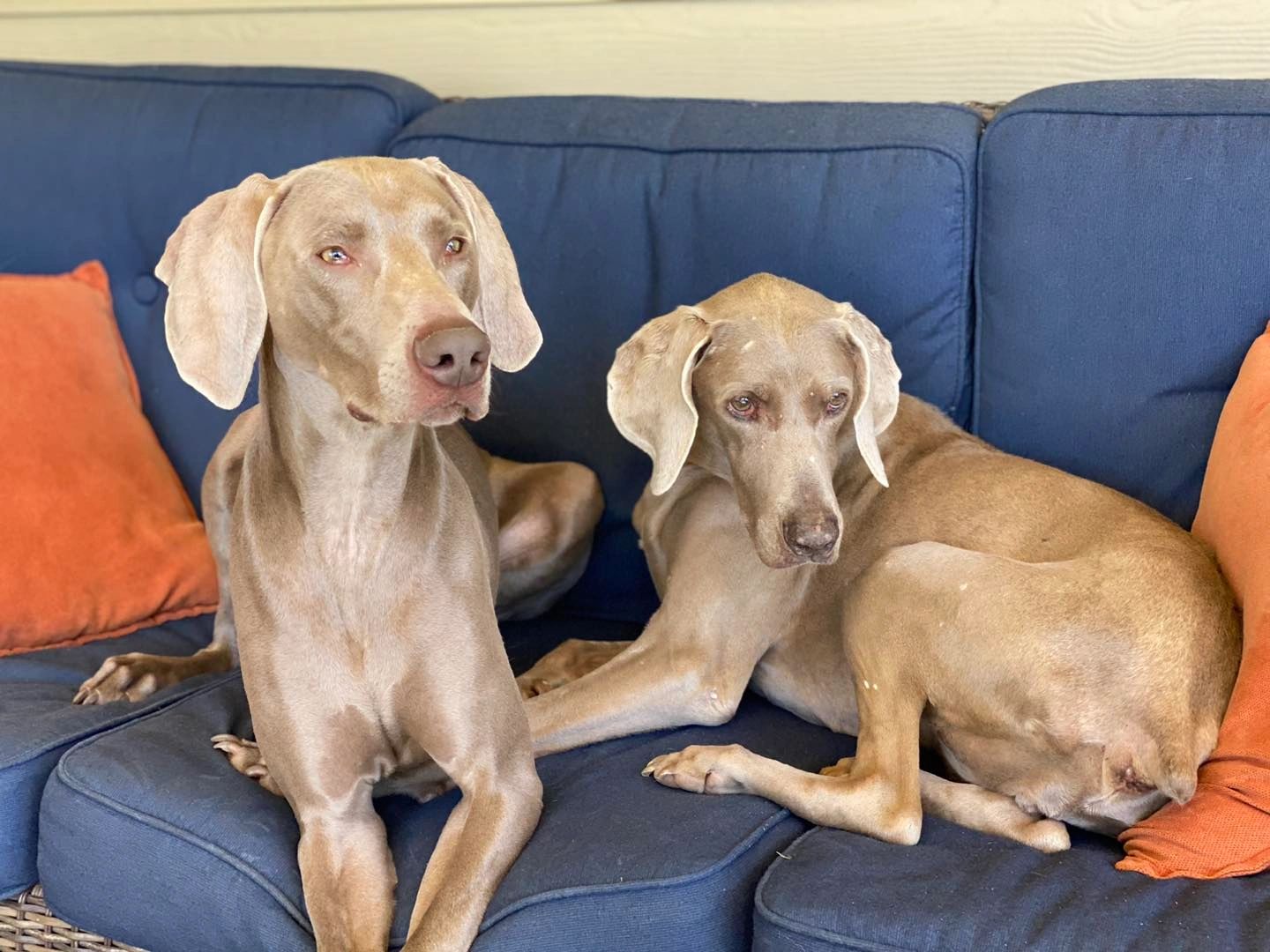 Weimaraner Information