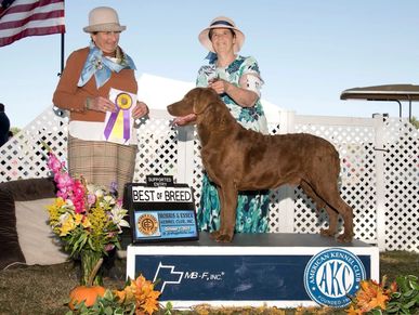 Barnabus takes Best of Breed at the prestigious Morris and Essex Show 2025