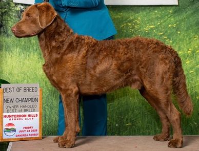 Curly-coated retriever poses at a dog show beside winning signs.