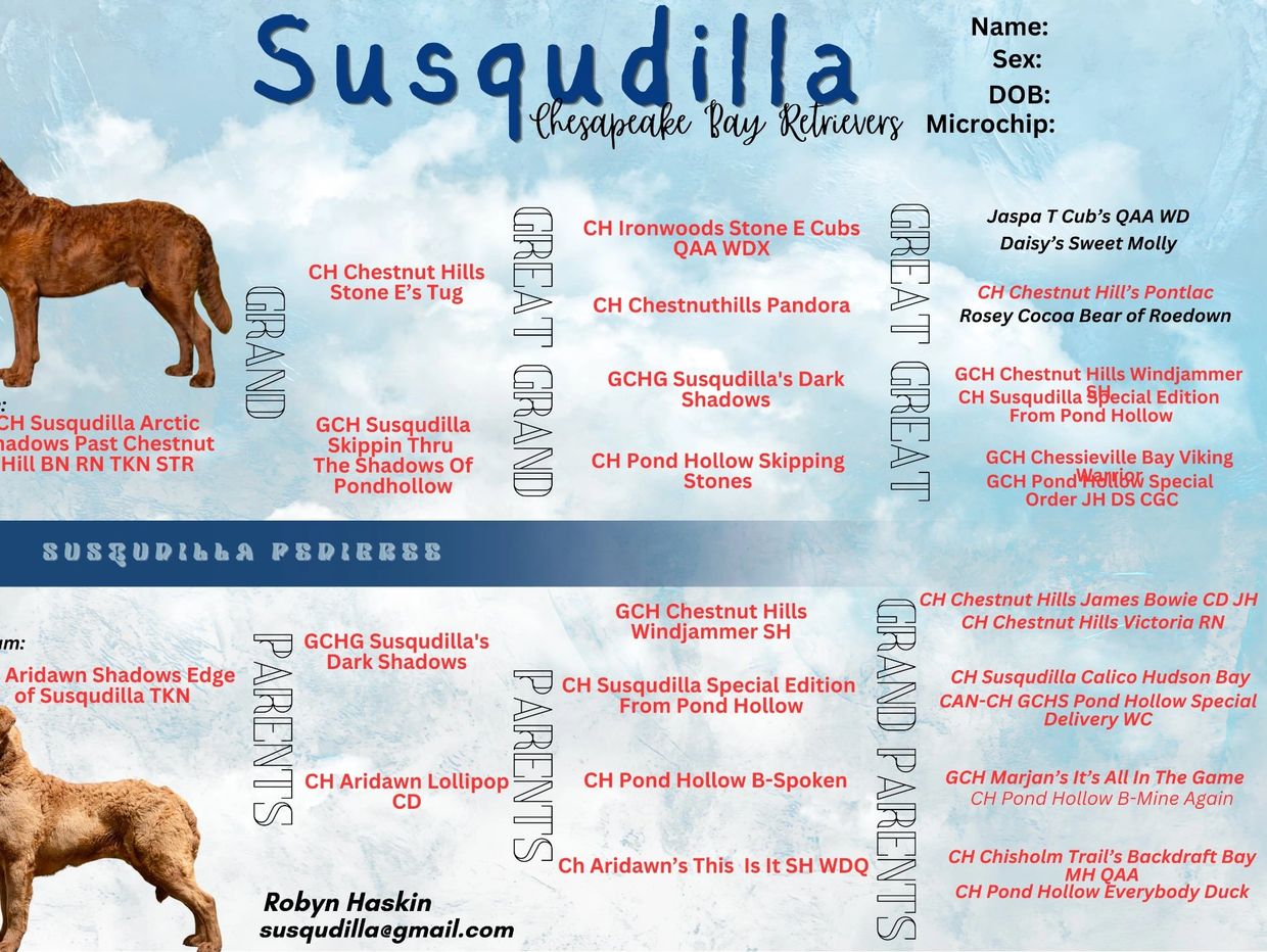Susqudilla Chesapeake Bay Retrievers pedigree chart with lineage details.