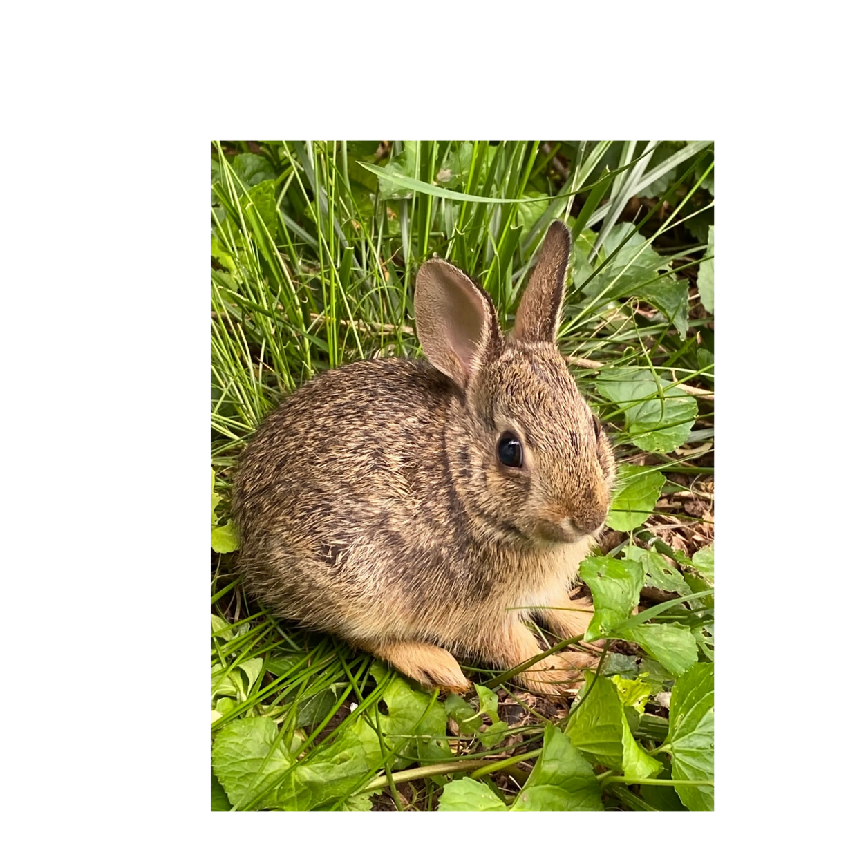 Appalachian Cottontail - State of Tennessee, Wildlife Resources Agency