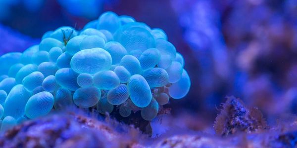 A bunch of blue-colored cells with a purple background.