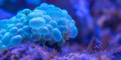 A clump of blue cells in a purple background.