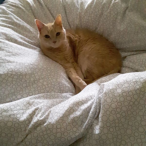 An orange tabby cat staring at the camera with paws crossed on an immense pillow