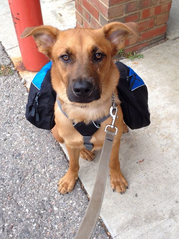 A dog wearing a backpack giving the camera his full attention