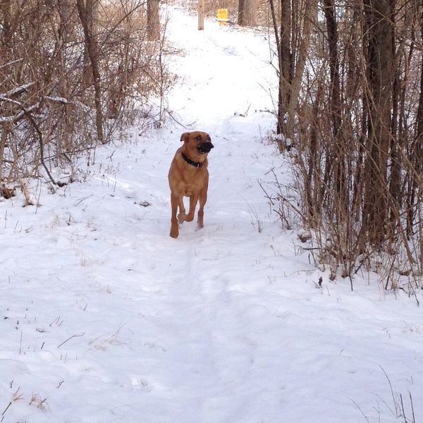 A dog bounding down a forest path in the snow heading toward the camera