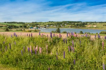 PEI Landscape, Lupins