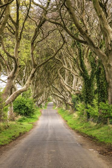 Tree Canopy Ireland