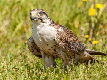 Bird Photos