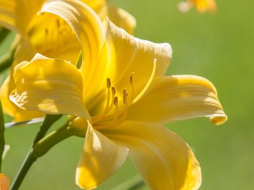 Photographs of flowers