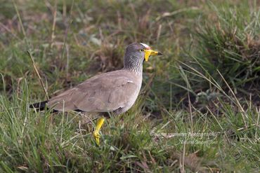 African Wattled Plover