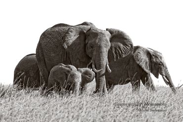 Elephant family