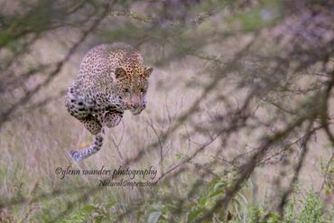 Leopard pouncing on prey