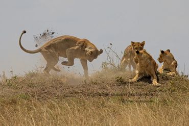 Lions digging out a Warthog