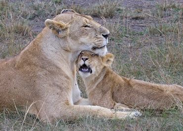 Mother Lion and Baby