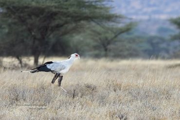 Secretary Bird