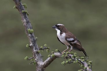 White-browed Sparrow Weaver