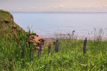 Oceanside Lupins PEI