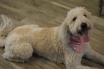 Goldendoodles, Goldendoodle puppies , MiniGoldendoodles 