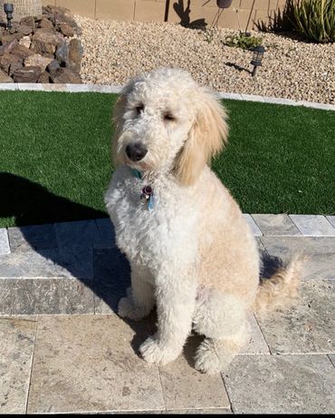 Goldendoodle, Golden doodles, Arizona Golden Doodle ,Delightful GoldenDoodle, US Doodle, F1B Doodle