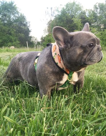 LTFrenchies - French Bulldogs, Frenchies, Puppies for Sale