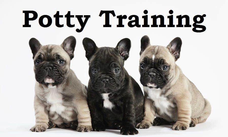 how do you potty train a french bulldog puppy
