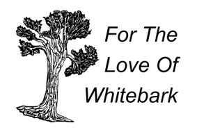 For The Love of Whitebark