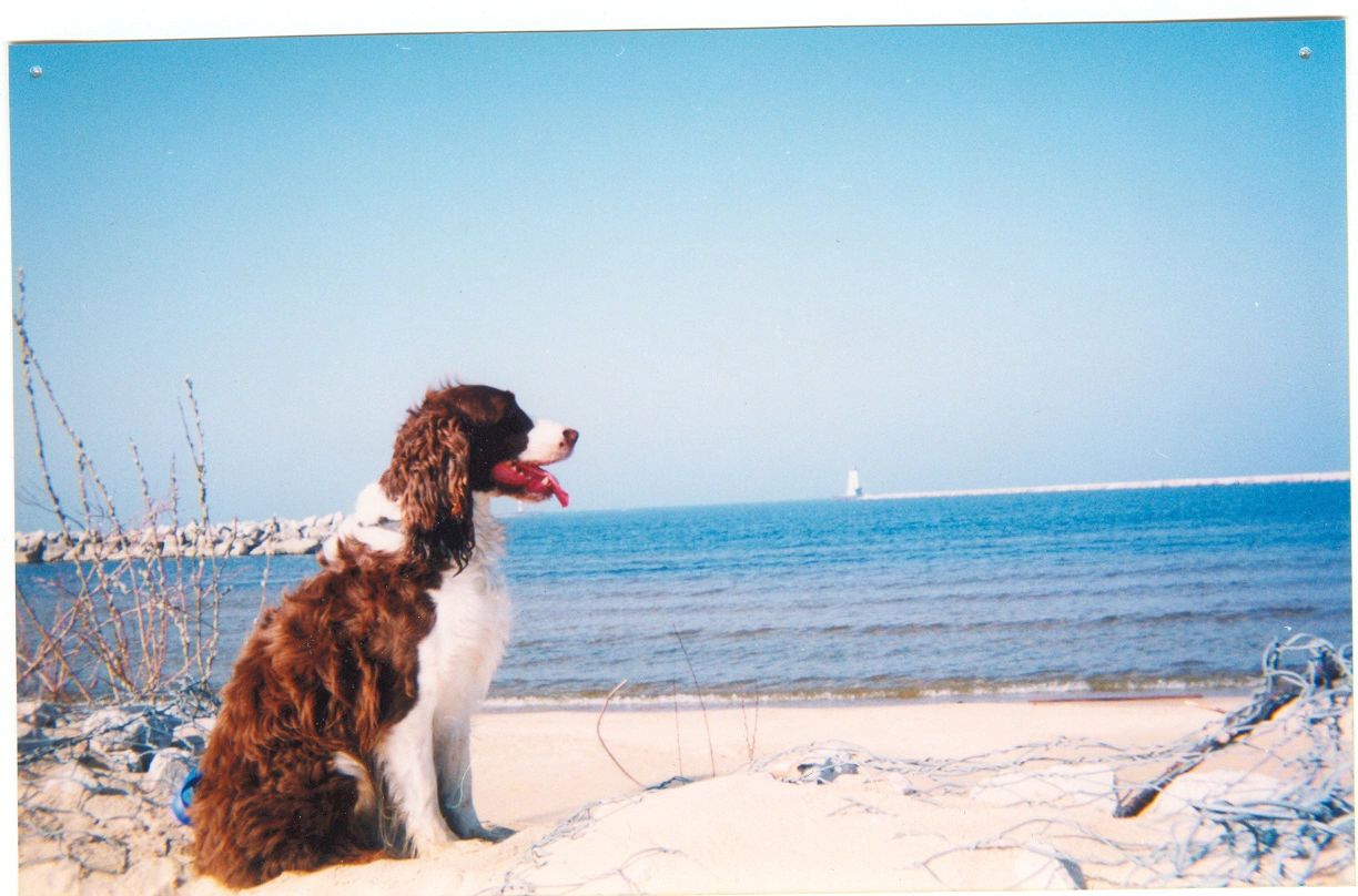 scan0006.jpg