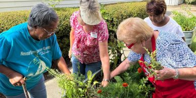Four women gardening together outdoors.