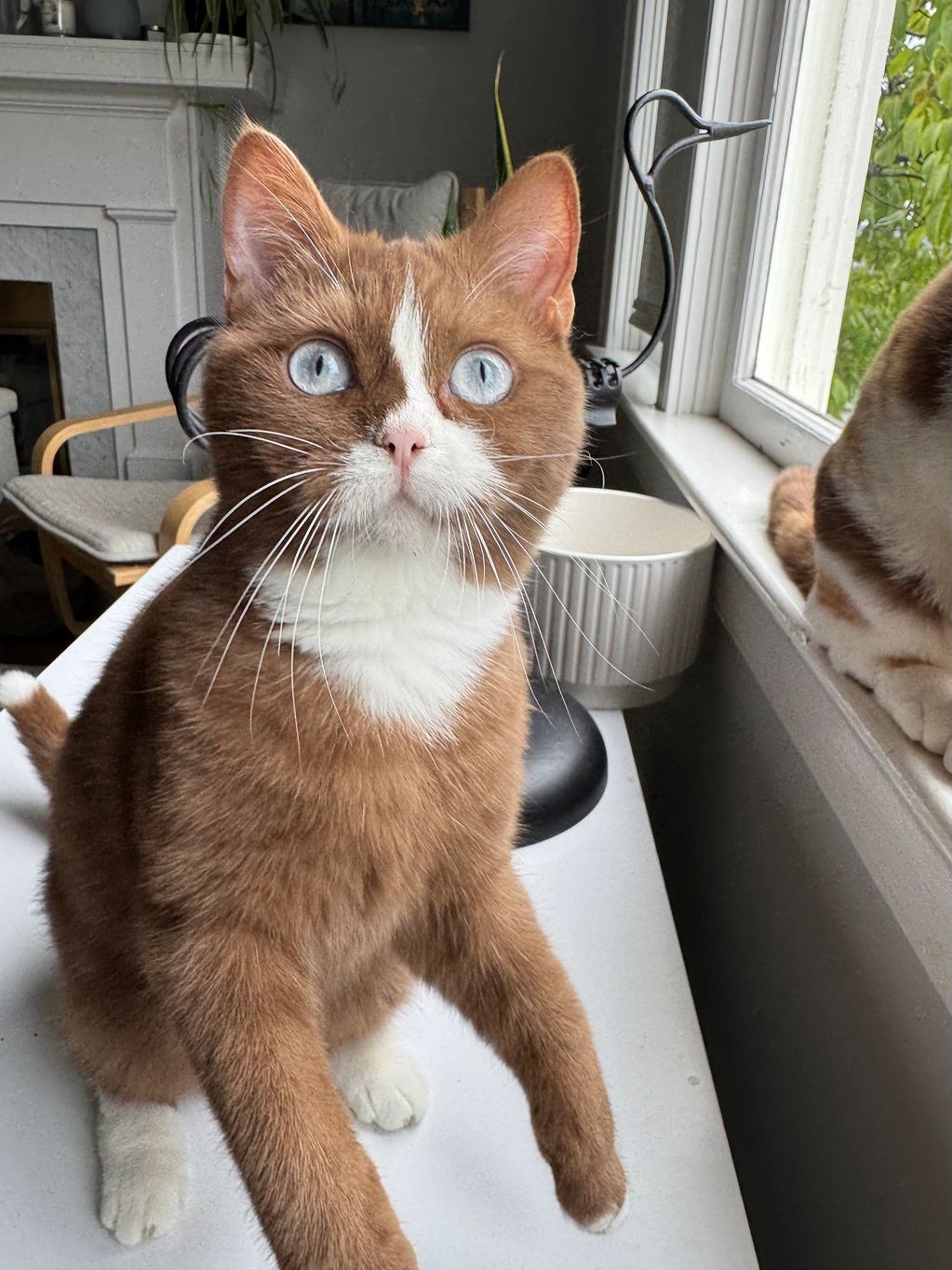 SeaFox “Foxy”
Female
Cinnamon with Dominant Blue Eyes
British Shorthair
