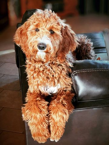 Red abstract goldendoodle 
best breeder in BC