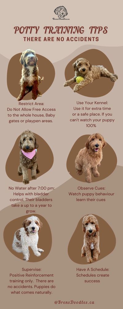 Bren's Doodles - Goldendoodle Puppy Training, Golden Doodle Puppies