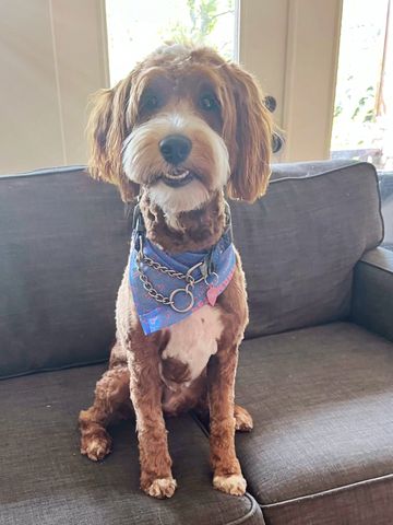 red goldendoodle with white tuxedo 