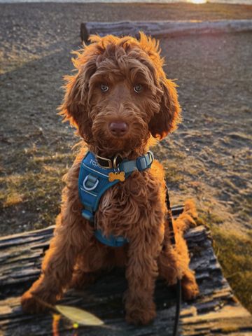 Red mini goldendoodle doodle best BC breeder abstract wavy no shed puppy labradoodle golden poodle 