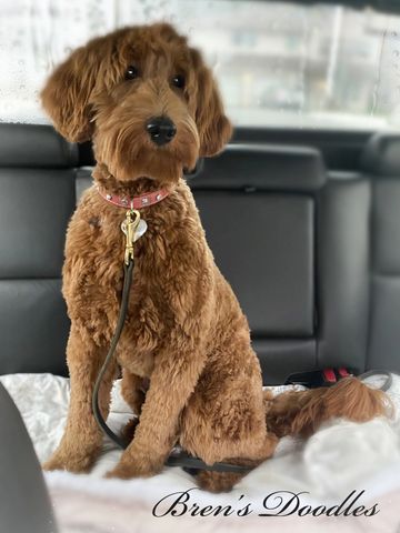 Goldendoodle - Bren's Doodles