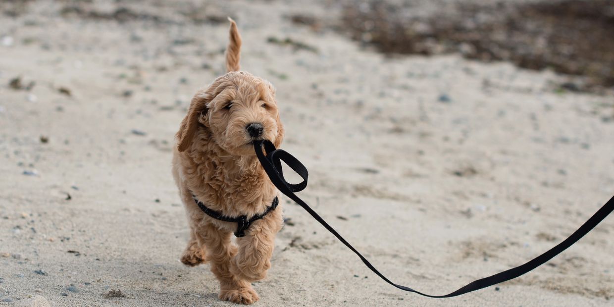 red goldendoodle Bren's Doodles Best Breeder in BC Canada responsibly bred mini puppy F1 F1B wavy