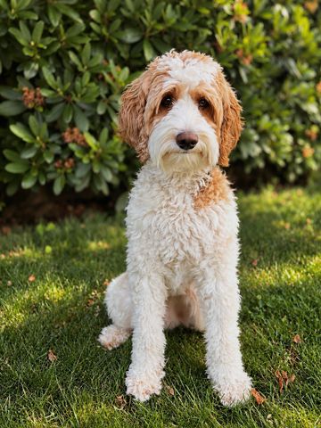 red & white mini goldendoodle 