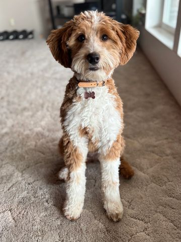 Petite Mini apricot goldendoodle abstract white ethical breeder minidoodles brensdoodles