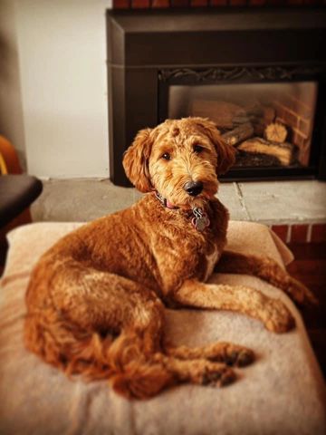 Red medium mini goldendoodle wavy hair golden doodle puppy puppies