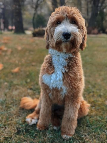 mini red abstract golden doodle goldendoodle fully health tested minigoldendoodle breeder