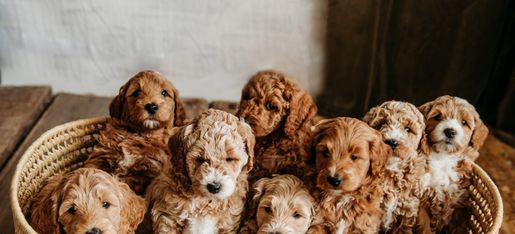 All About Goldendoodle Colors and Coats - Goldendoodle Association of North  America
