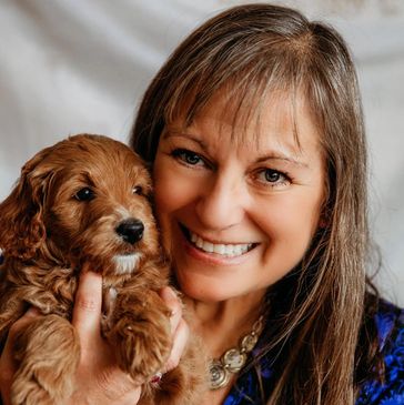 goldendoodle puppies BC responsible ethical best breeder practises F1B F1 mini standard medium pup
