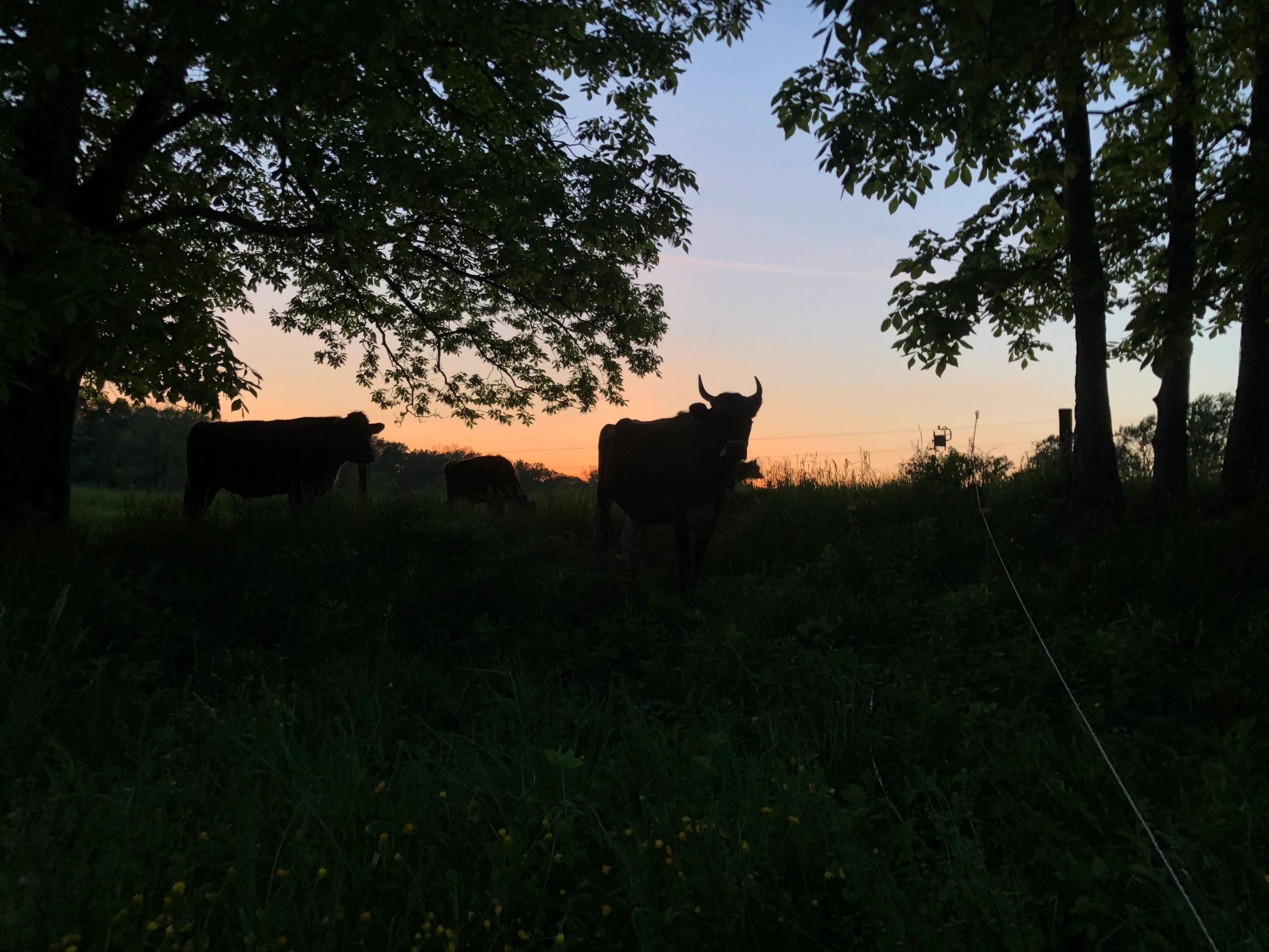 Ironstone Creamery Humanely Raised Meat Pottstown, Pennsylvania