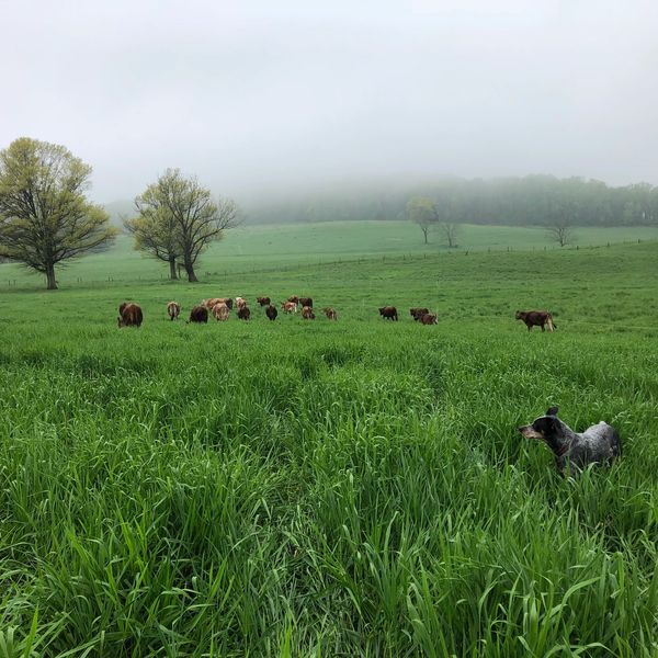 Ironstone Creamery Humanely Raised Meat Pottstown, Pennsylvania