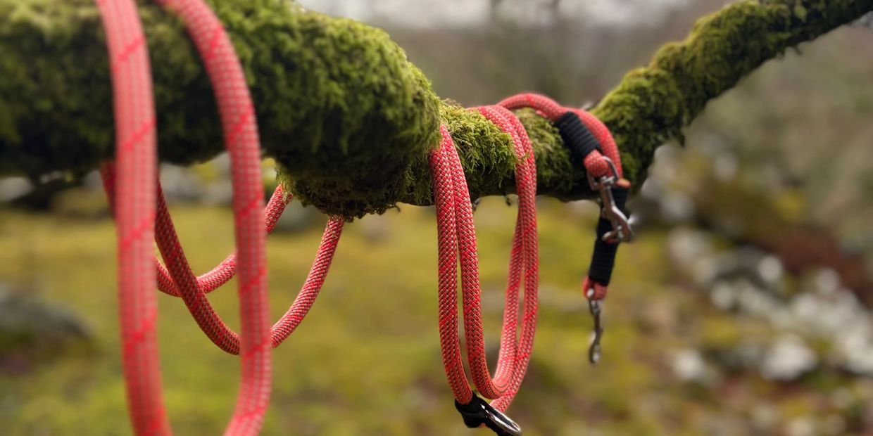 Red climbing ropes hanging over a mossy tree branch in nature.